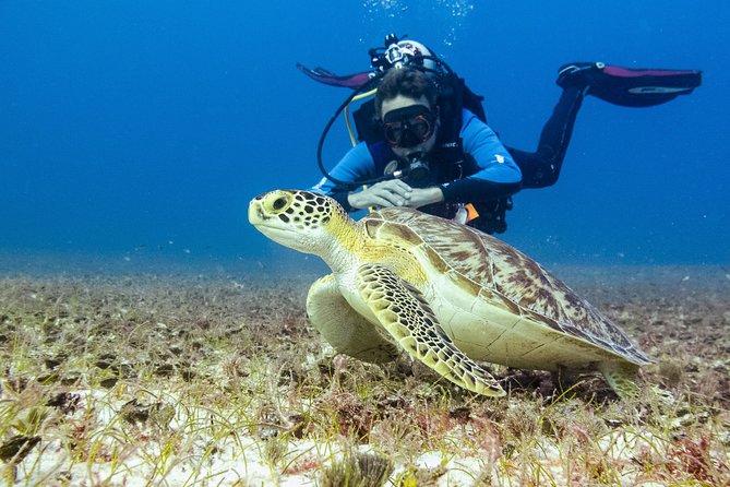 Half-Day Scuba Diving in Playa del Carmen for Small-Group - What the $100 price really includes