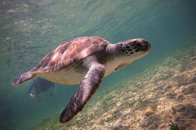 Half-Day Scuba Diving Tour - Discover Scuba Diving! - The briefing: simple skills before the sea