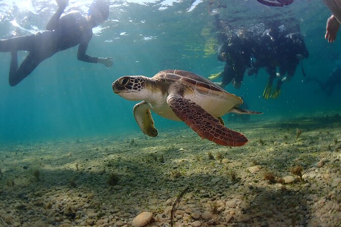 Half-Day Scuba Diving Tour - Discover Scuba Diving! - Water temperature and what to expect by season