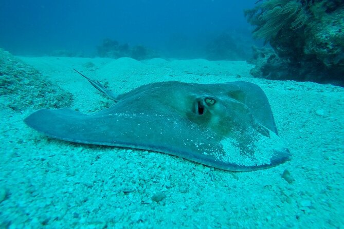 Half Day Scuba Diving Trip in the Florida Keys - The crew style: safety with a little humor