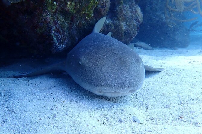 Half Day Scuba Diving Trip in the Florida Keys - Who will get the most from this trip