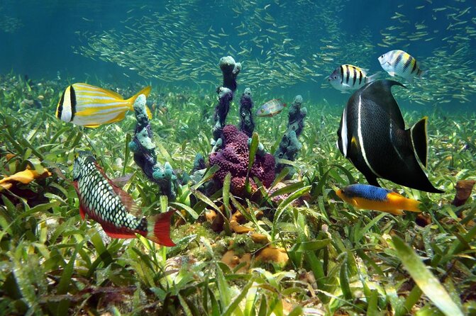 Half-Day Small-Group 2-Tank Scuba Dive in Key Largo (CERTIFIED DIVERS ONLY) - Key points to know before booking