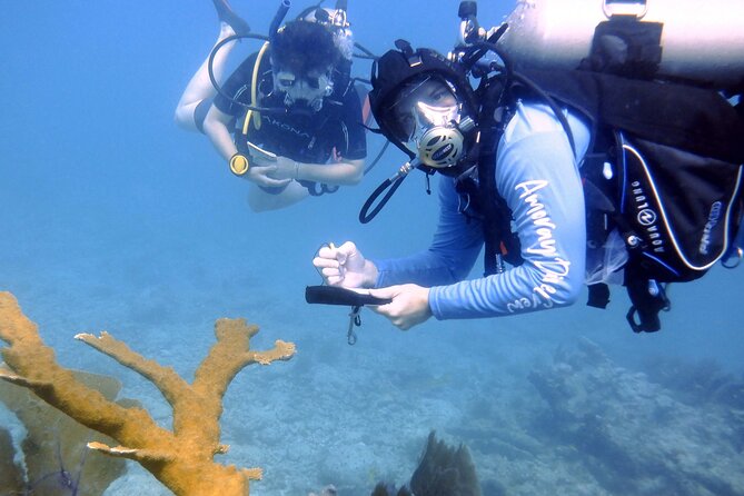 Half-Day Small-Group 2-Tank Scuba Dive in Key Largo (CERTIFIED DIVERS ONLY) - Should you book the Amoray Key Largo scuba trip?