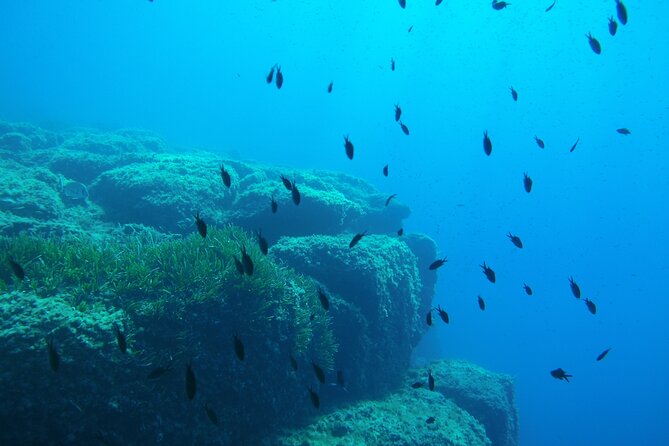 Half Day Snorkeling & Diving in Nice - A short briefing before you enter the water