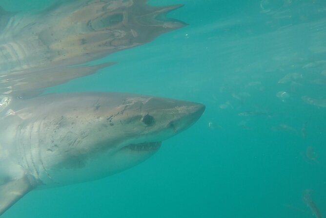 Half-Day White Shark Cage Diving from Gansbaai - What the boat outing is really like