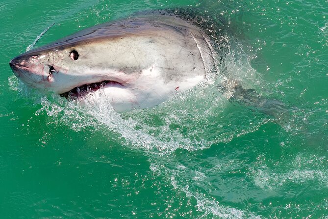 Half-Day White Shark Cage Diving from Gansbaai - The great white question