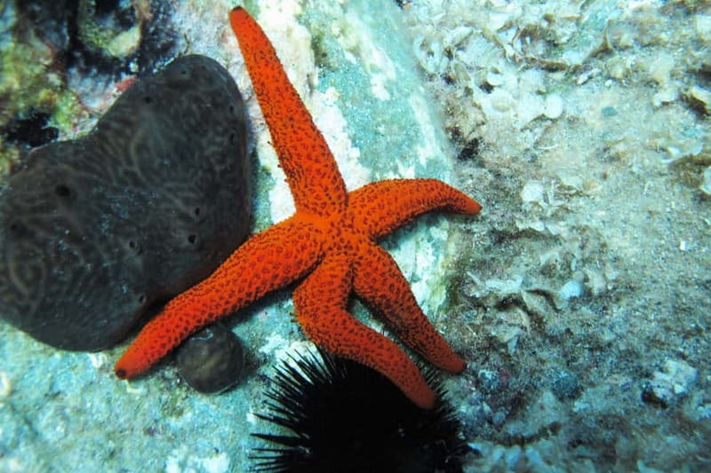 Halkidiki-Kassandra: Scuba Diving for Beginners - The 20-minute safety briefing