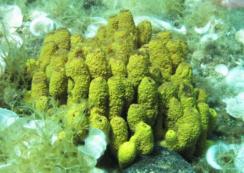 Halkidiki-Kassandra: Scuba Diving for Beginners - The instructors and the tone of the session