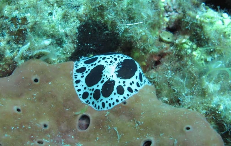 Halkidiki-Kassandra: Scuba Diving for Beginners - What the $102 price includes
