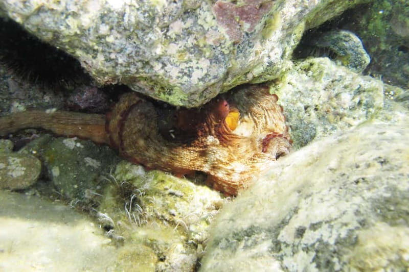 Halkidiki-Kassandra: Scuba Diving for Beginners - Practical preparation for a five-hour outing