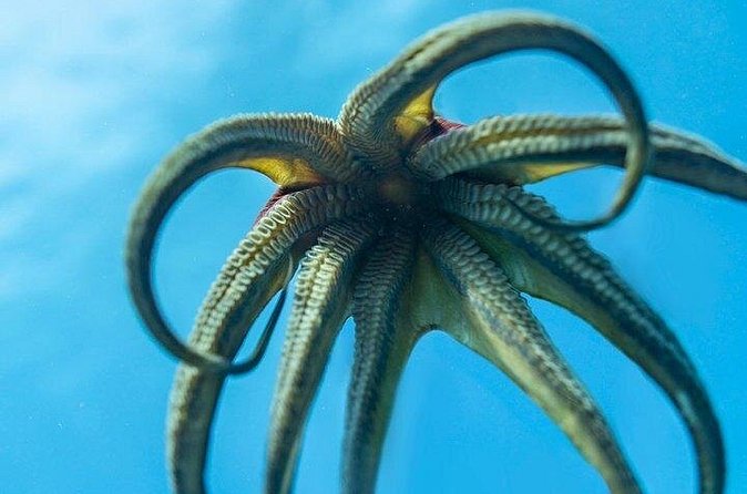 Hawaii DISCOVER Beginner + Certified 2 Tank Shallow Scuba Diving - Diamond Head views and the boat ride