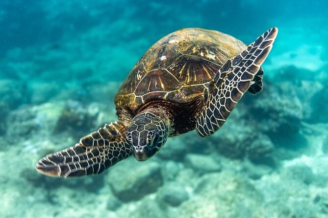 Hawaii DISCOVER Beginner + Certified 2 Tank Shallow Scuba Diving - Gear, safety, and the operator’s approach
