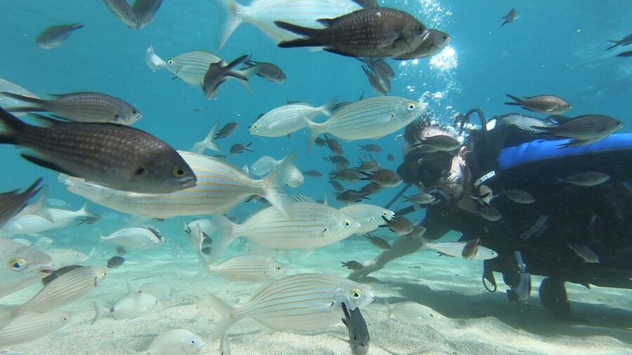 Heraklion: Beginner Scuba Diving Lesson with PADI Instructor - The pause after the session