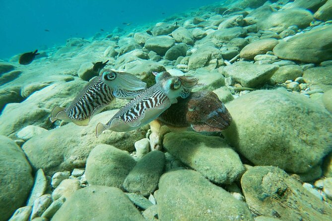Heraklion: Scuba Diving Experience for Beginners - What is included for $82.82