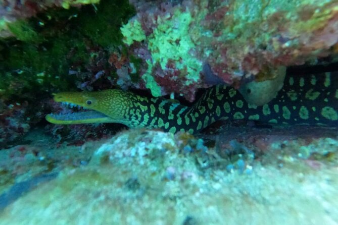 Heraklion: Scuba Diving Experience for Beginners - Pickup from Heraklion and nearby resorts