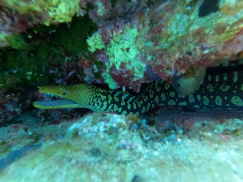 Heraklion: Scuba Diving Experience for Beginners _Beach - The 45-minute underwater session