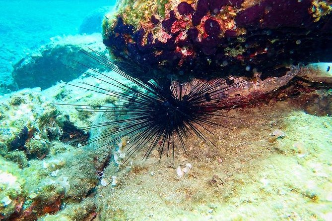 Heraklion: Scuba Diving Experience for First-Timers - Is $82 good value?