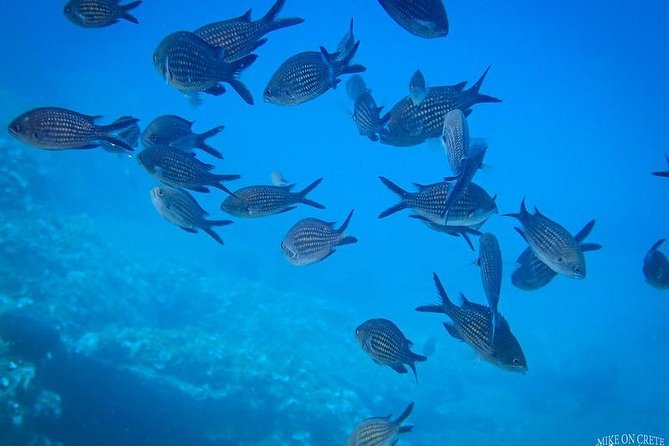Heraklion: Scuba Diving Experience for First-Timers - Who should book this experience