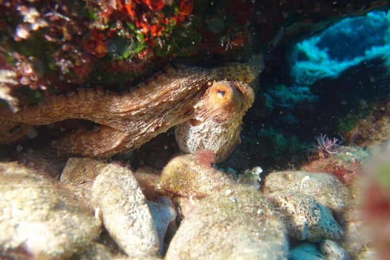 Heraklion: Try Scuba Diving - What your first underwater session feels like