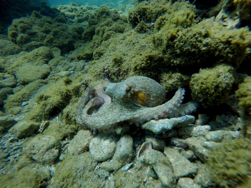 Heraklion: Try Scuba Diving For Beginners (1 dive) - How the instructors shape the experience