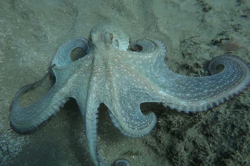 Hersonissos, Stalida: Scuba Diving Experience for beginners - Cancellation and booking flexibility
