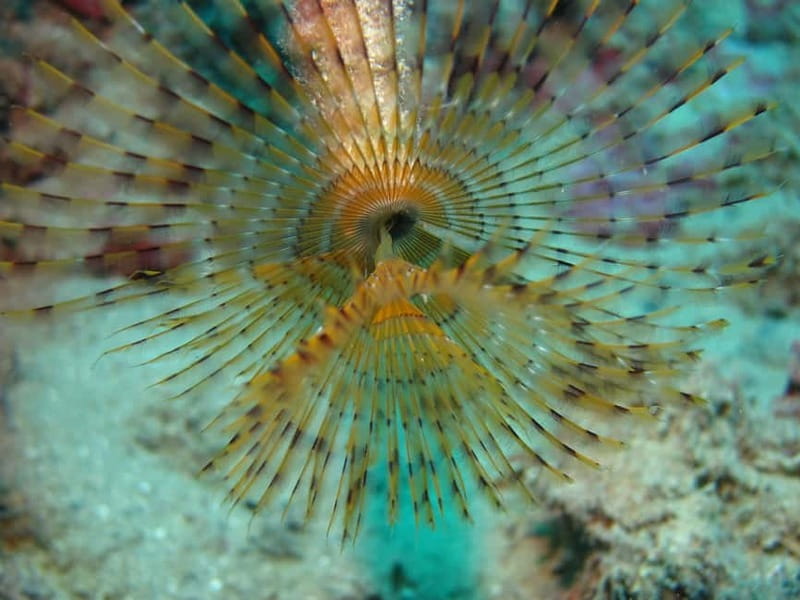 Hersonissos, Stalida: Scuba Diving Experience for beginners - Getting to Nana Golden Beach Resort