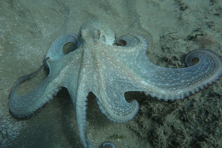 Hersonissos, Stalida: Scuba Diving Experience for beginners - Who should book this experience