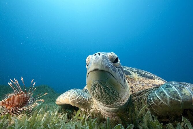 Hilo's Remote Tropical Reef 2 Tank Boat Dive - What makes Hilo’s underwater coast different