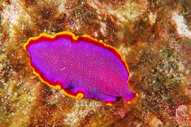 Hilo's Remote Tropical Reef 2 Tank Boat Dive - Two tanks among lava tubes and coral shelves