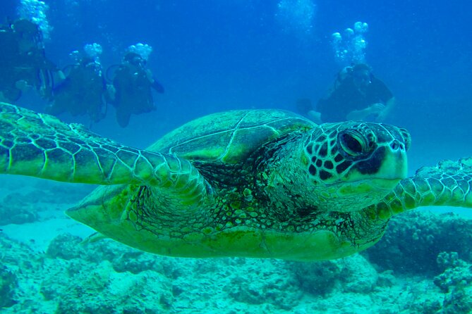 Hilo's Remote Tropical Reef 2 Tank Boat Dive - Gear, snacks, and what you need to bring