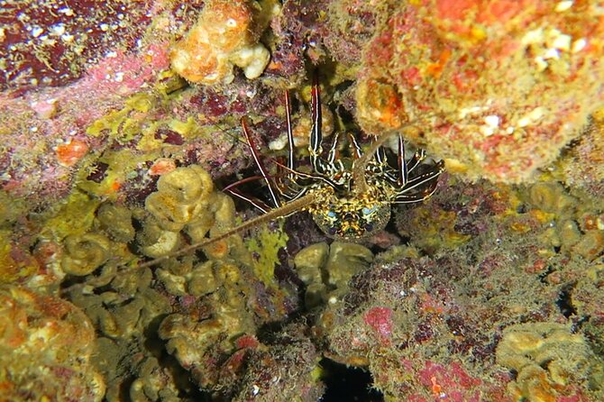 Hilo's Remote Tropical Reef 2 Tank Boat Dive - Value, cancellation, and the service record