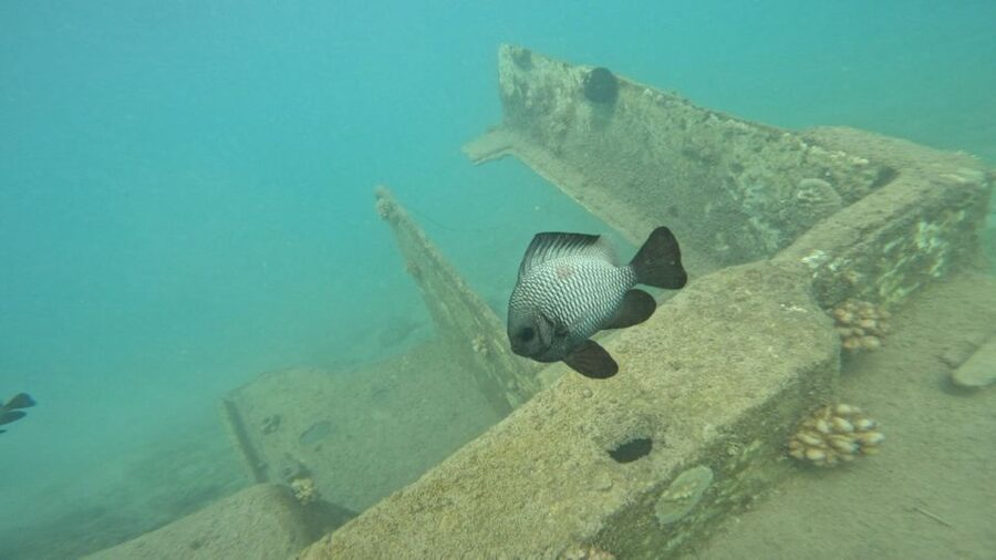 Honolulu: Beginner Scuba Diving Tour With Free Videos - Why Magic Island Lagoon works for first-timers