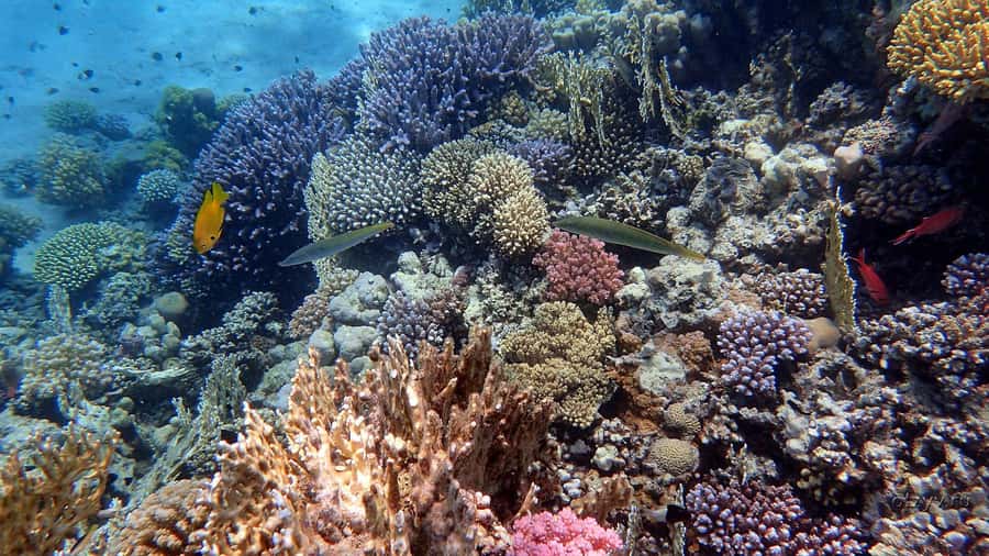 Hurghada: 1 day DIVING Refrechment, Check Dives and Dolphins - Who will get the most from this Hurghada scuba day