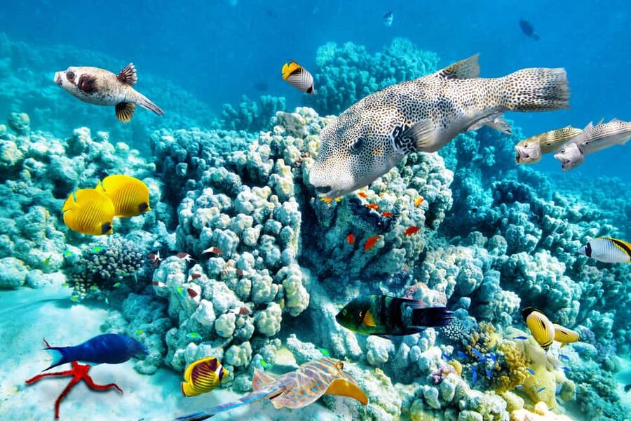 Hurghada: Beginners Scuba Diving Full-Day Boat Trip & Lunch - How Long the Underwater Sessions Really Last