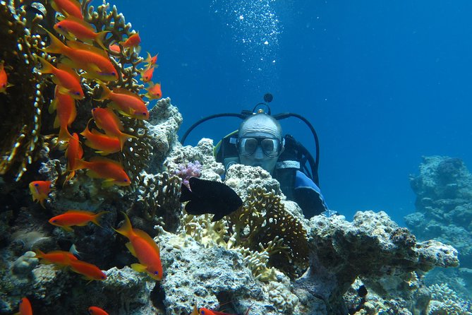 Hurghada Daily Scuba Dive Trip - What certified scuba users can expect