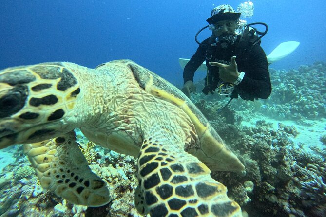 Hurghada Diving Adventure one Day with two Dives Boat Trip - Why the strong rating matters, and where to stay realistic
