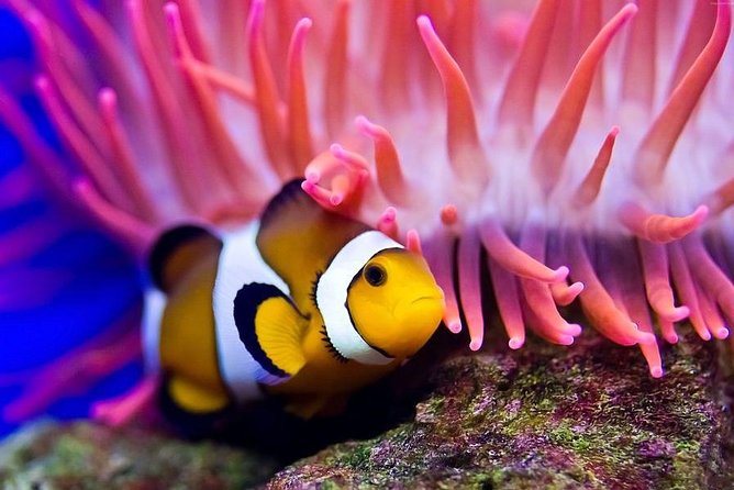 Hurghada: Full-Day Diving Tour with Lunch & Two Dive Sites - First underwater site: getting comfortable with the sea