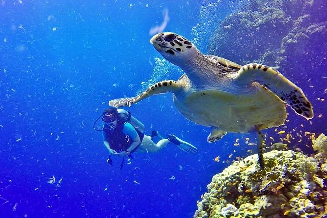 Hurghada: Full-Day Diving Tour with Lunch & Two Dive Sites - Equipment, instruction, and comfort