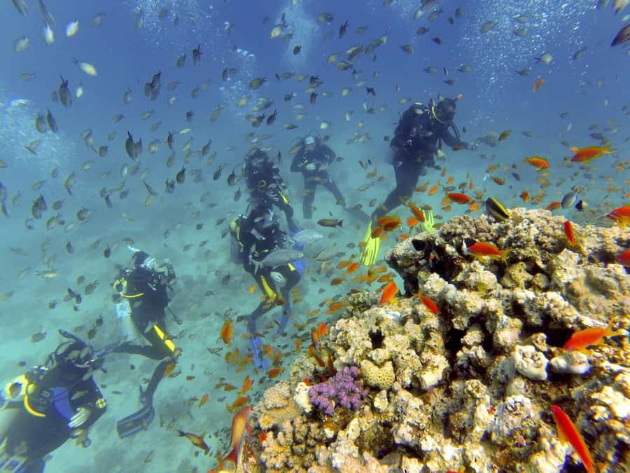 Hurghada: Full-Day Scuba Diving Tour with 2 Sites and Lunch - Should you book it?