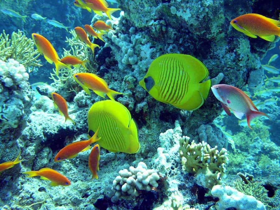 Hurghada: Full-Day Scuba Diving Tour with 2 Sites and Lunch - The boat ride to the Red Sea sites