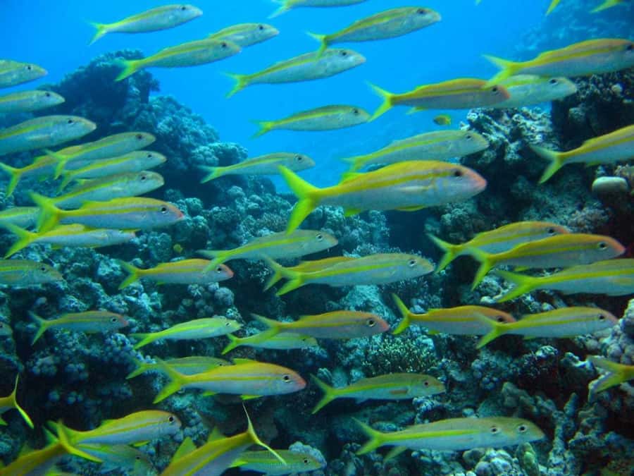 Hurghada: Full-Day Scuba Diving Tour with 2 Sites and Lunch - Your first underwater session, especially if you are nervous
