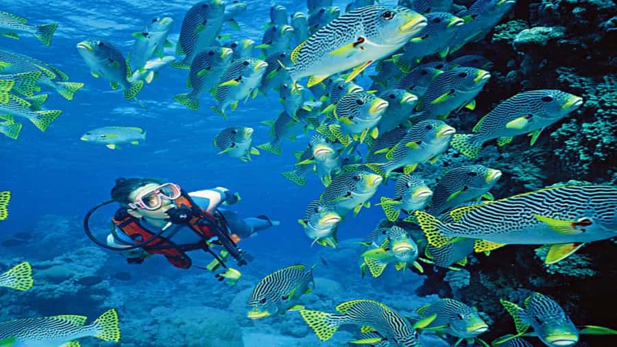 Hurghada:Luxury Diving & Snorkeling inc/Island/Lunch/Massage - A full Red Sea day for $58