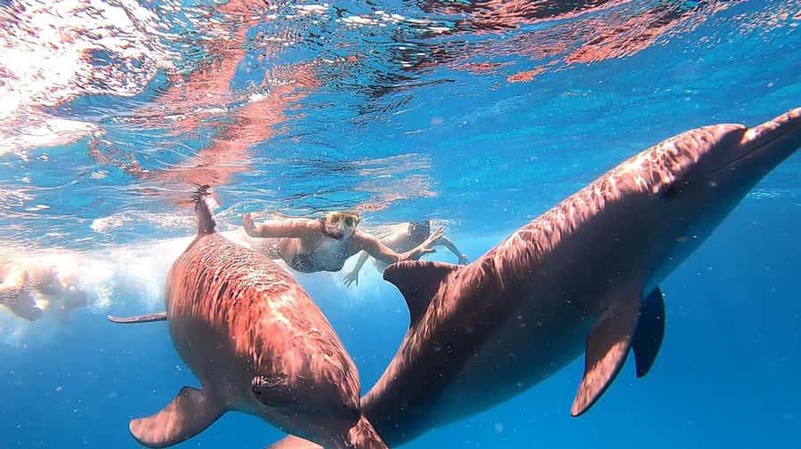 Hurghada: Orange Bay Snorkeling cruise and optional diving - FAQ