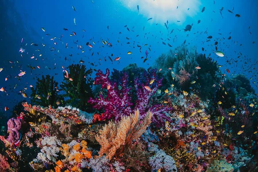 Hurghada: Orange Bay Snorkeling cruise and optional diving - What the short review record tells you about the experience