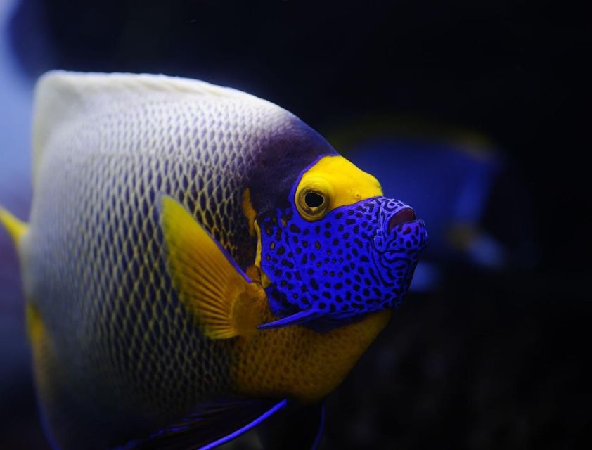 Hurghada: Orange Bay Snorkeling cruise and optional diving - Who will enjoy this cruise most?