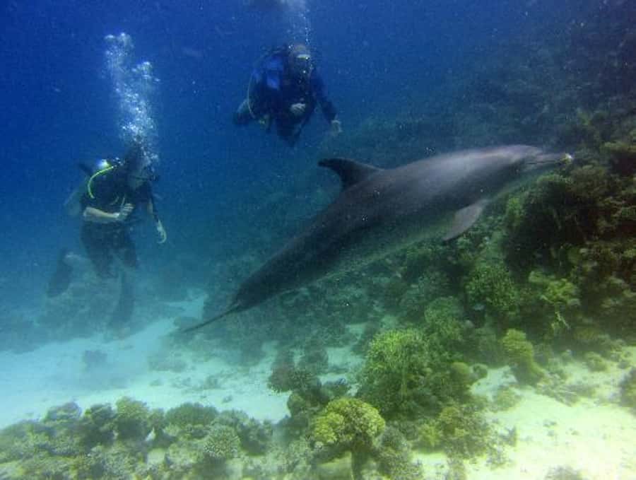 Hurghada, Professionals Diving in Open Water Tour with Lunch - Who will enjoy this day most