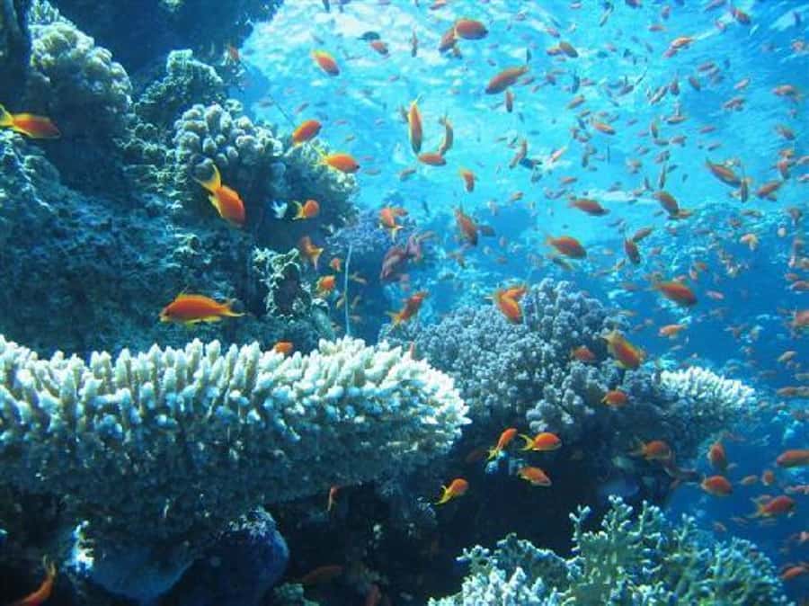 Hurghada, Professionals Diving in Open Water Tour with Lunch - What to pack and what to confirm