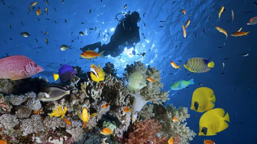 Hurghada: Scuba Diving cruise with lunch & pickup - The 90-minute surface break