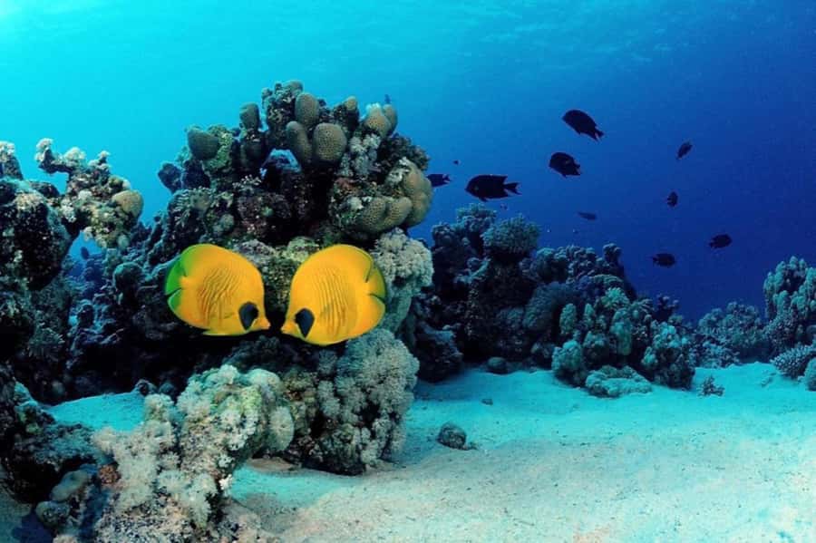 Hurghada: Scuba Diving cruise with lunch & pickup - What the $40 price really covers