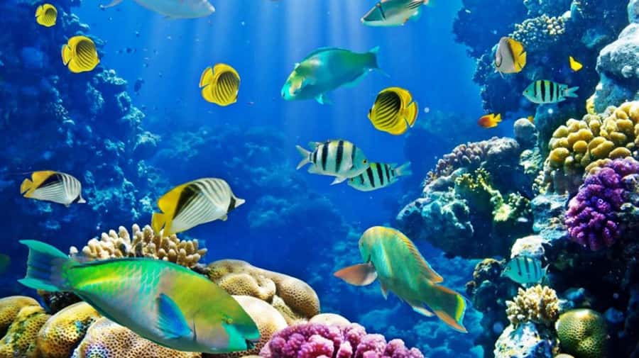 Hurghada: Scuba Diving cruise with lunch & pickup - Who should book this Red Sea outing
